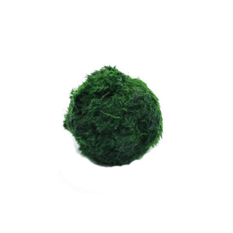 Aquarium Plants Live - Marimo Mos Ballen Live Aquarium Plant