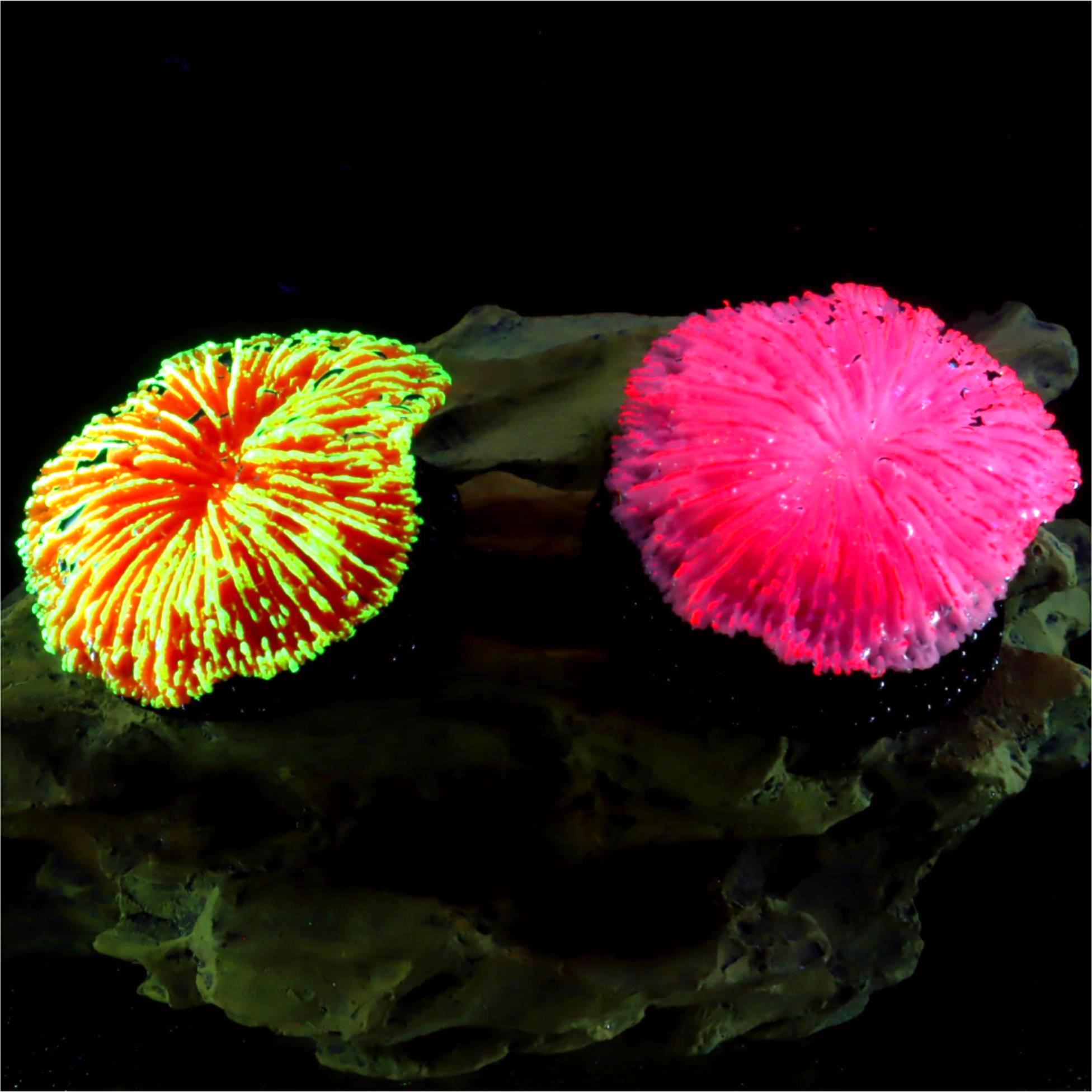 1 stuk aquariumdecoratie, zaag - Aquarium Plants Live recensie en prijs