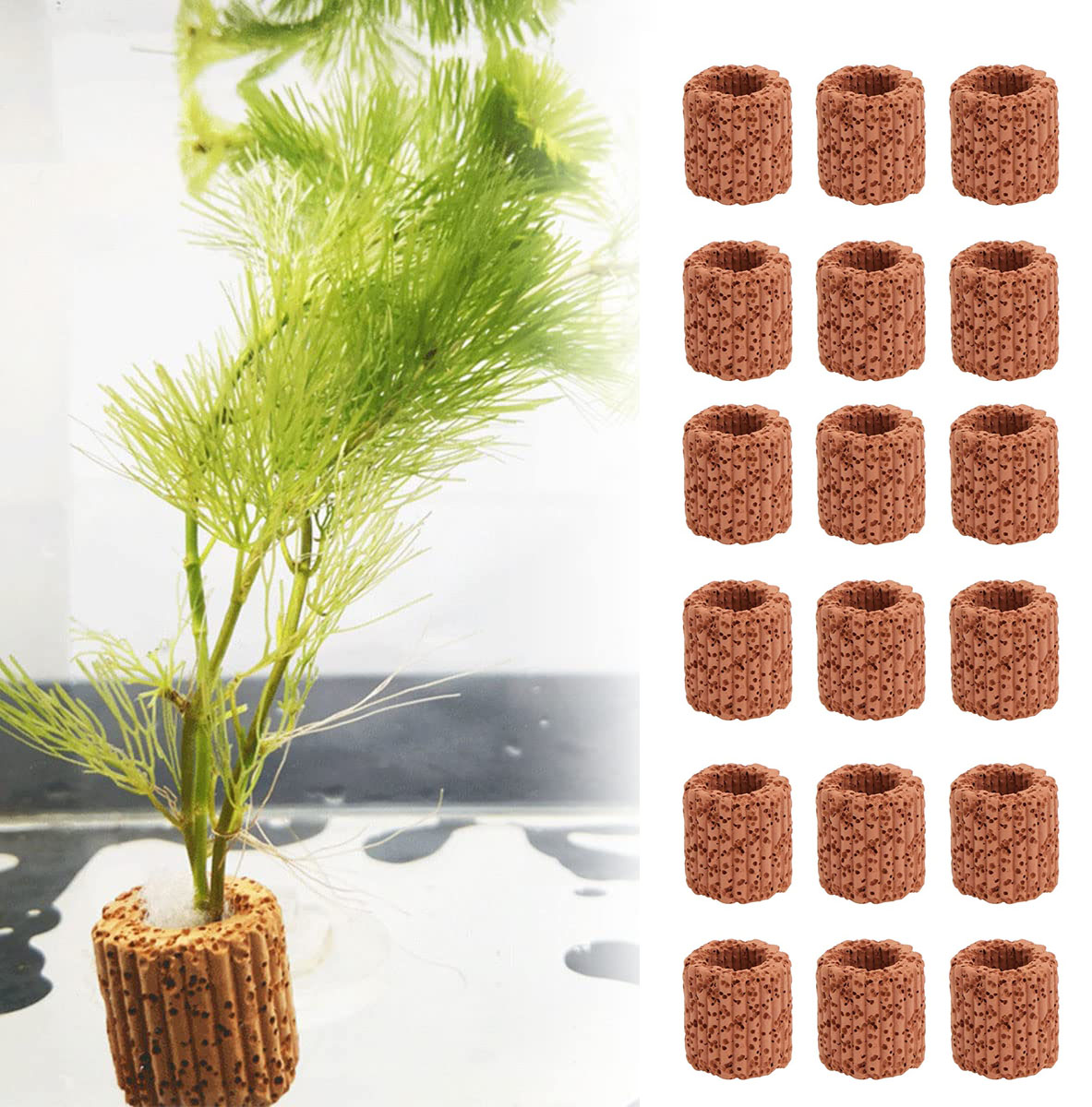 10/20Pcs Aquatisch Water Plant - Aquarium Plants Live recensie en prijs