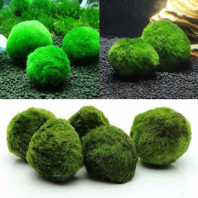 Marimo Mos Ballen Live Aquariu - Aquarium Plants Live recensie en prijs