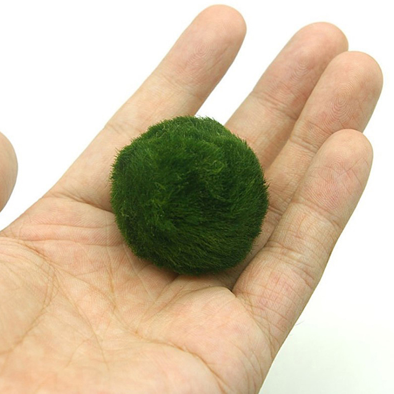 Marimo Mos Ballen Live Aquariu - Aquarium Plants Live recensie en prijs