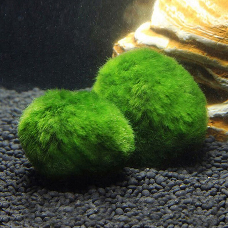 Marimo Mos Ballen Live Aquariu - Aquarium Plants Live recensie en prijs