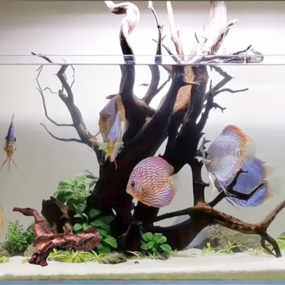 Creatief gevormd koraalhout, n - Aquarium Plants Live recensie en prijs