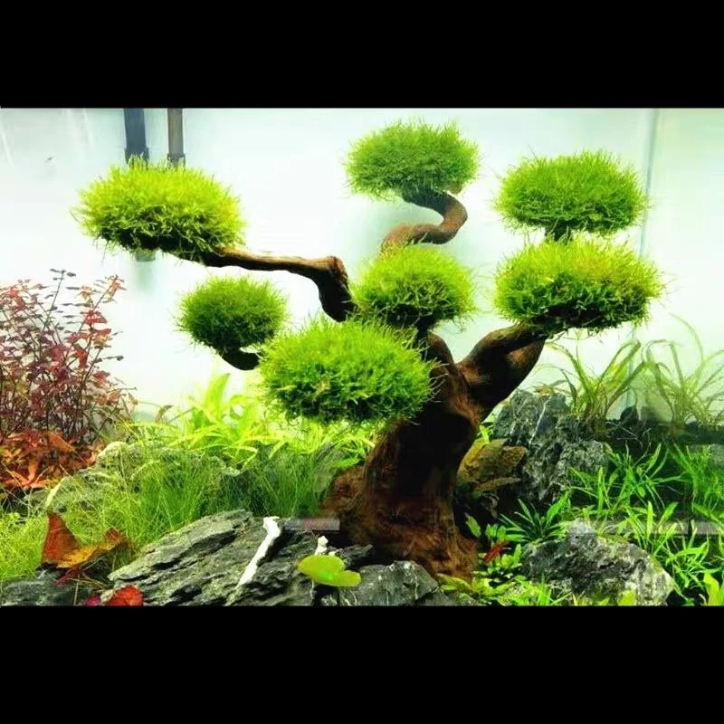 Aquarium Drijfhout Landschapsa - Aquarium Plant Substrate recensie en prijs